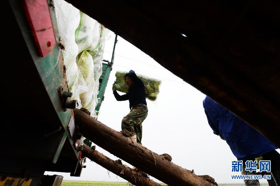 3月3日，湖南省汨罗市磊石乡村民将白菜搬运上货车准备外运。新华社记者龙弘涛摄