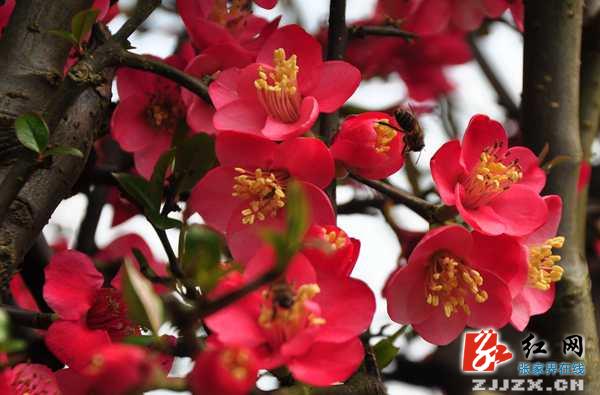 张家界黄龙洞景区海棠花怒放迎“三八”嘉宾
