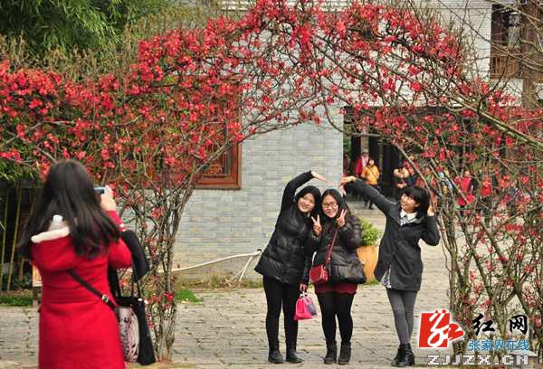 张家界黄龙洞景区海棠花怒放迎“三八”嘉宾