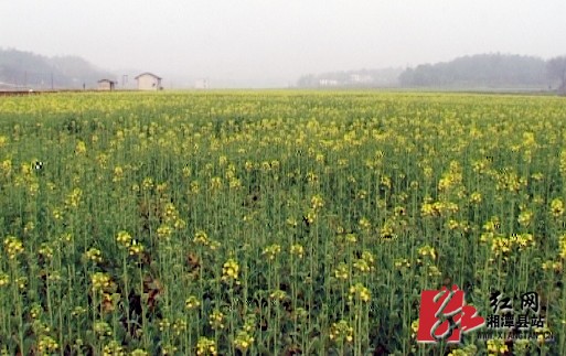 湘潭县:今春油菜花初开 种植大户忙打理