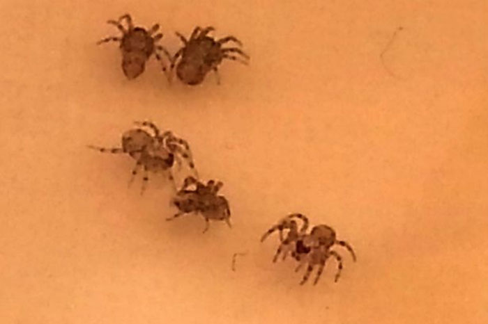 英男子所购香蕉中爬出数百只蜘蛛(网页截图)