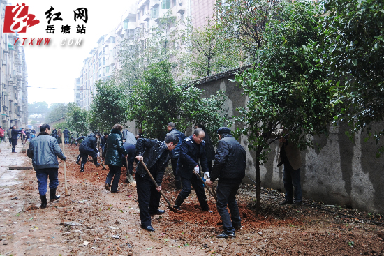 植树节将至 岳塘区领导牵手群众为无物业小区“添绿”