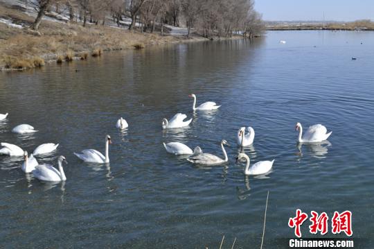 国家二级保护鸟类疣鼻天鹅在新疆伊宁县越冬已经20年。　覃峰　摄src=