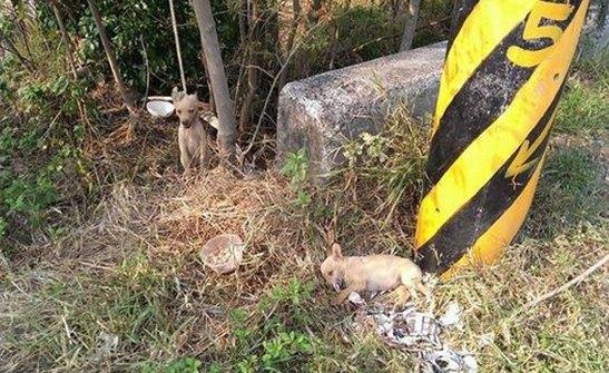 屏东惊传虐狗事件，5幼犬遭毒死、吊死。来源 台湾东森新闻网