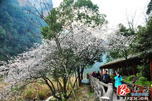 大地回暖山花盛开 张家界核心景区春光无限惹人醉