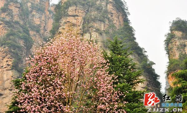 大地回暖山花盛开 张家界核心景区春光无限惹人醉