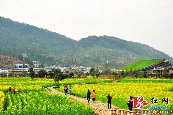 大地回暖山花盛开 张家界核心景区春光无限惹人醉