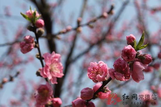 桃花源景区旅游持续升温