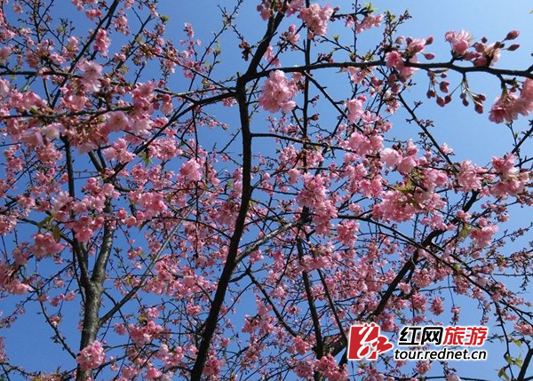 省森林植物园内繁花朵朵：樱花