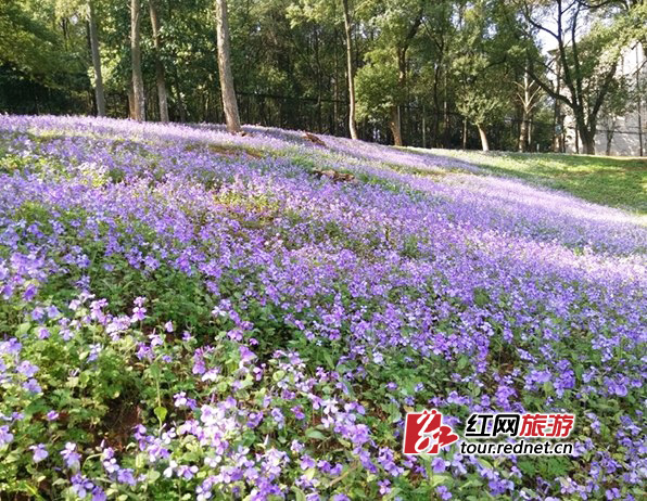 省森林植物园内繁花朵朵：二月兰。