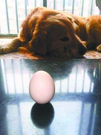  网友“亨利是只大金毛”拍摄的《鸡蛋与狗》。