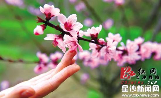 长沙县白沙镇首届果园赏花体验活动开幕
