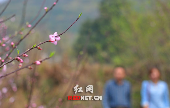 灰汤桃花含苞欲放。