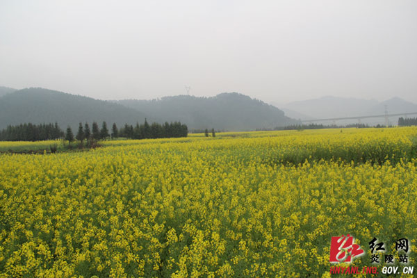 炎陵县炎帝线休闲农业观光带万亩油菜花竞相开放