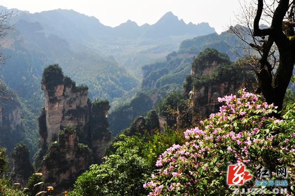 张家界核心景区：万株红杜鹃笑迎天下客（组图）