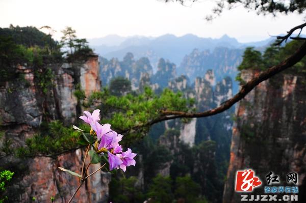 张家界核心景区：万株红杜鹃笑迎天下客（组图）