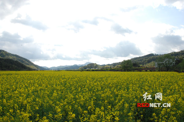 江岭是婺源最美的赏花地，其漫山遍野的油菜花闻名于世，被誉为“中国四大花海之一”。