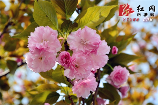 春天来了——镜头探春（三）：湖南科大的樱花开了
