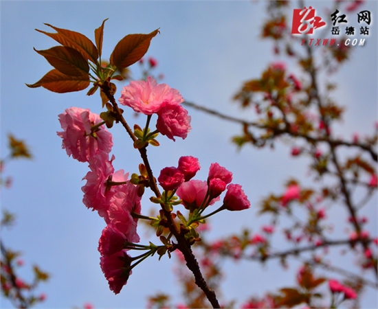 春天来了——镜头探春（三）：湖南科大的樱花开了