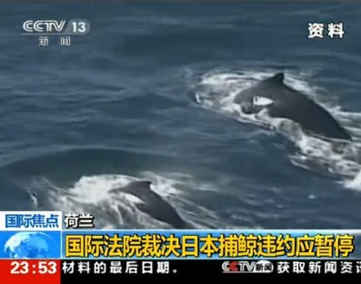 [视频]国际法院裁决日本捕鲸非科研 应暂停