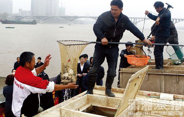 3月31日上午，2014年湘江干流春季禁渔暨人工放鱼活动在橘子洲头举行，190万尾鱼儿被放入湘江。图/潇湘晨报记者 殷建军