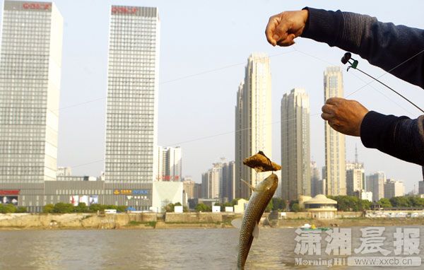 而到了下午，就有市民把这些鱼钓了起来，从4月1日起湘江干流开始春季禁渔。图/潇湘晨报记者 殷建军 