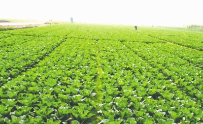 为了大地的丰收--祁东县发展现代农业纪实