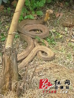 危险!岳塘区行政中心人工湖附近有蛇出没或有毒