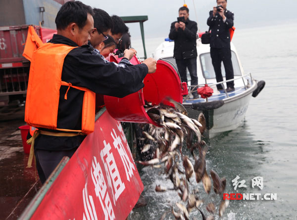 增殖放流现场