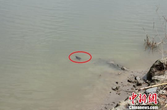 江苏响水灌河现大量乌龟引捕捉 专家鉴定非野生