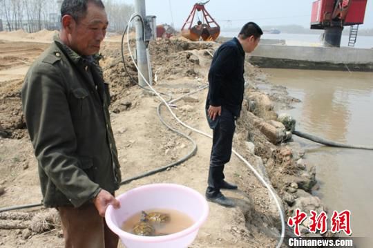 江苏响水灌河现大量乌龟引捕捉专家鉴定非野生
