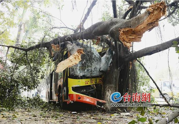 公交司机错将油门当刹车撞断路灯大树致12人伤