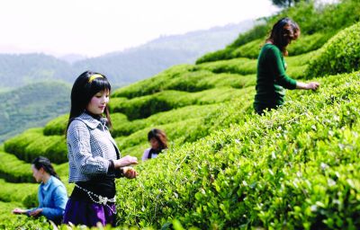 到峨眉山感受茶文化养生之旅