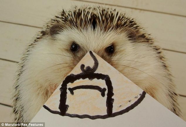 超萌刺猬“表情帝”成网络红人