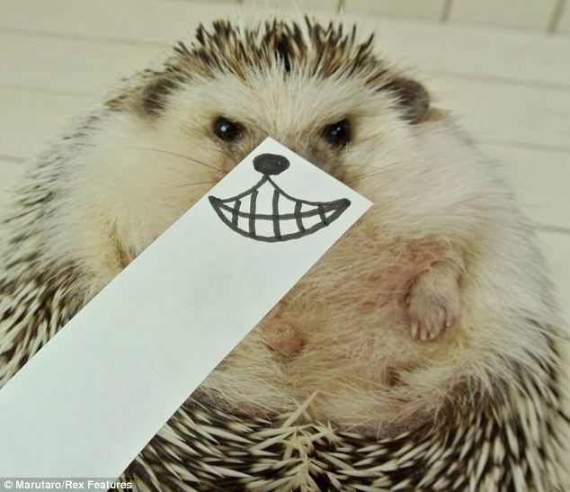 超萌刺猬“表情帝”成网络红人