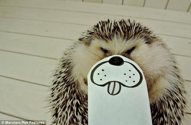 超萌刺猬“表情帝”成网络红人