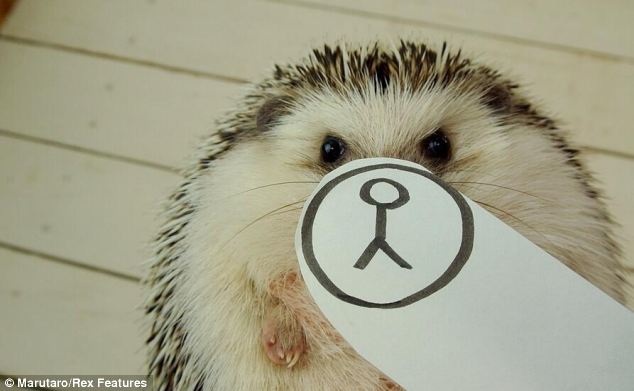 超萌刺猬“表情帝”成网络红人