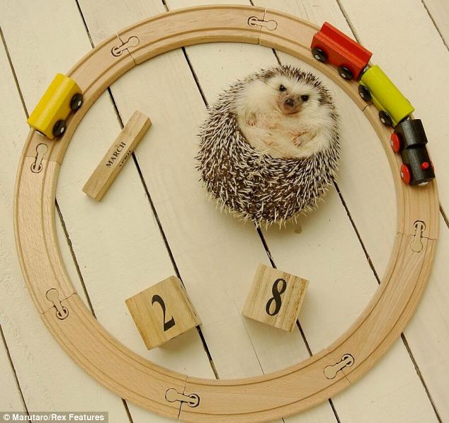 超萌刺猬“表情帝”成网络红人