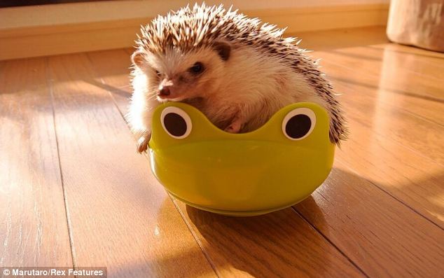 超萌刺猬“表情帝”成网络红人