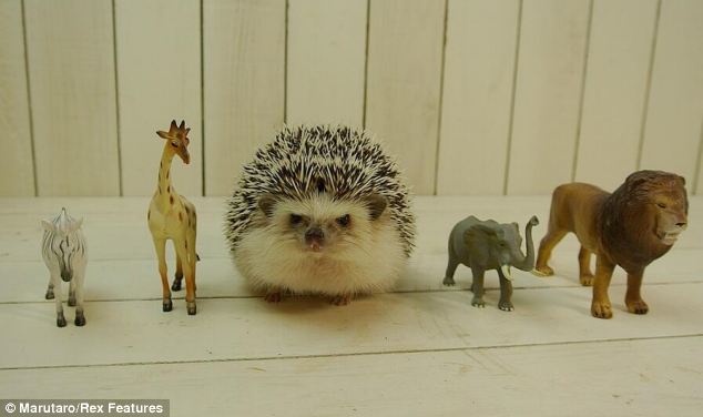 超萌刺猬“表情帝”成网络红人