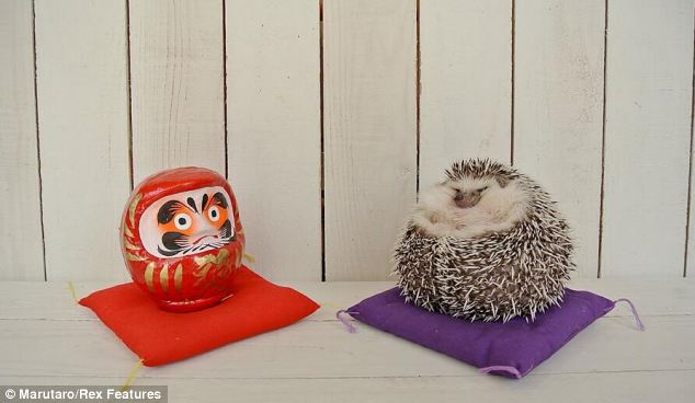 超萌刺猬“表情帝”成网络红人