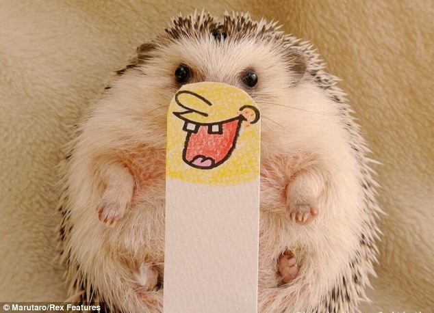 超萌刺猬“表情帝”成网络红人