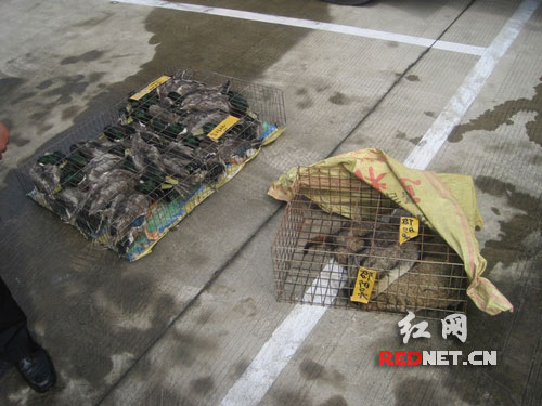 邵永大队查获一起非法运输野生动物案件