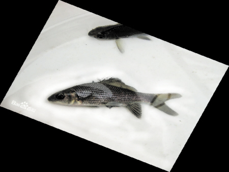 近30年湘江5种鱼绝迹 曾有鱼类159种如今成标