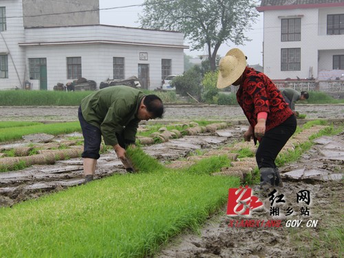 清明过后，气温回暖，湘乡市各地农民陆续展开春插工作。