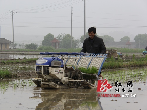 农民用上了效率更高的插秧机。