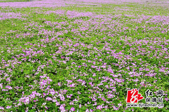 紫云英把春日的格泽湖妆点成美丽的花海