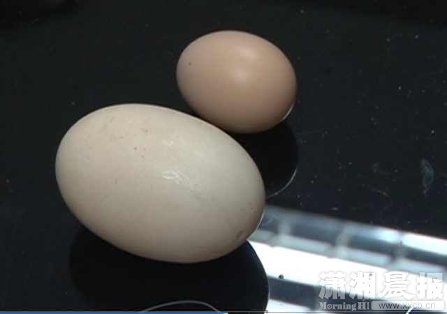 湘潭母鸡发现巨型蛋