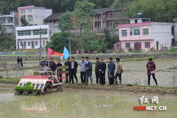 种粮大户在隆回县石门乡罗公庙村观摩学习机插秧技术