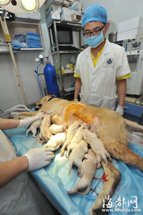 狗妈妈剖腹产生14只狗崽 价值上万